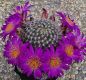Preview: Mammillaria dehertiana ssp. dodsonii
